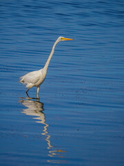 Long Necked Crane Reflection vert