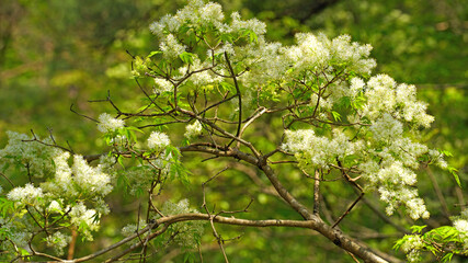 Flower of Maruba-aodamo in the forest