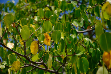leaves  tropical 