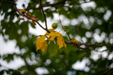 PIEDRAHITA AVILA DETALLES DE LA VILLA 