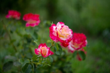 PIEDRAHITA AVILA DETALLES DE LA VILLA 