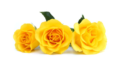 Naklejka premium Bunch of rosy roses isolated on white 