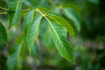 PIEDRAHITA AVILA DETALLES DE LA VILLA 