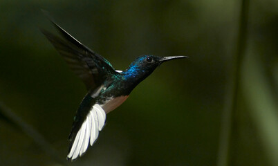 hummingbird