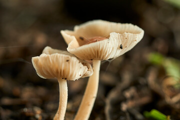 magic mushroom