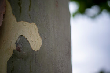 CORTEA DE ARBOL PLATANERO