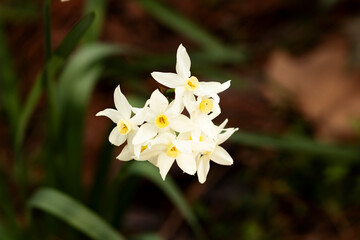 Paperwhites are part of the genus Narcissus which includes plants known as daffodils.