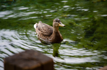 Female mallard looking at camera