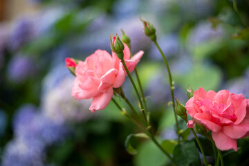 PIEDRAHITA AVILA DETALLES DE LA VILLA 