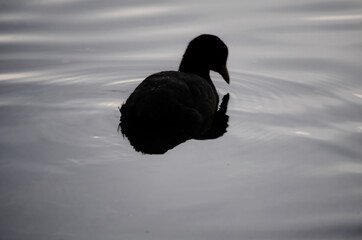 Common moorhen reflecting on water