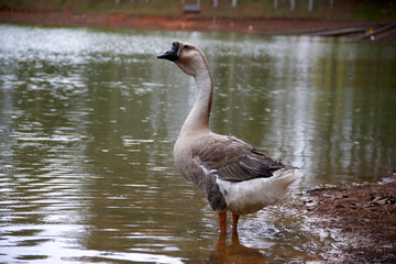 Creole goose