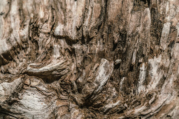 The texture of untreated old wood with cracks.