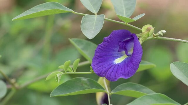 A flower of butterfly pea, clitoria ternatea, ternate, pigeonwings, blue pea, bluebellvine, cordofan or darwin pea is moving as wind blow.