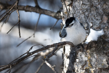 White-breasted Nuthatch (Sitta carolinensis) small song bird perched on a tree branch in the winter wildlife background 