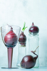 Red onion bulbs in glass vessels, copy space, selective focus