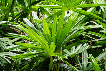 tropical plant background