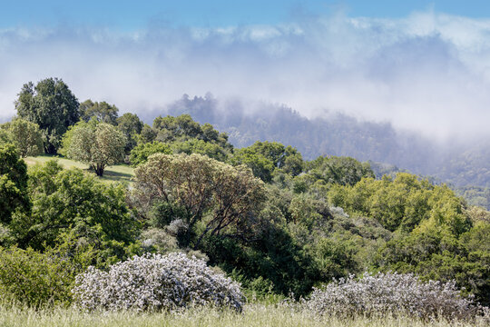 Fog rolling over Santa Cruz Mountains via Foothills Park. Santa Clara County, California, USA.