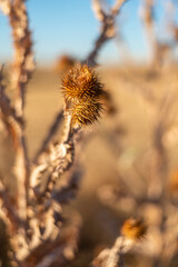 diente de le&oacute;n verano calor