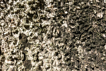 background of brown bark