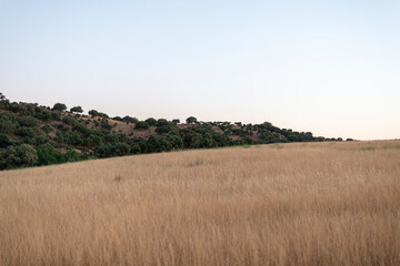 Fototapeta na wymiar campos de castilla cereales puesta de sol 