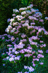 朝地のシャクナゲ