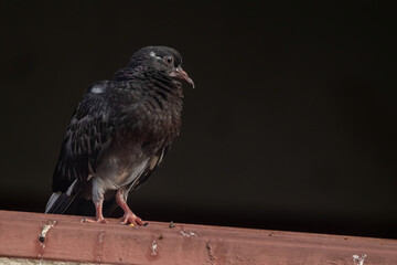 Obraz premium a common house pigeon in nature