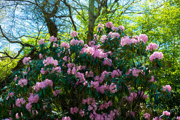 朝地のシャクナゲ