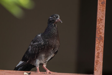 a common house pigeon in nature