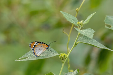 a butterfly standing on green leaf