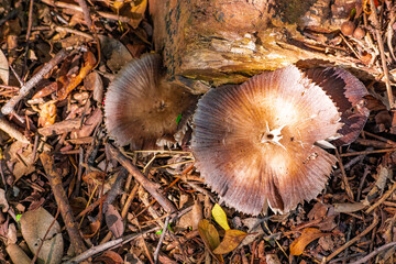 Hongo marrón en el bosque. Canelones, Uruguay