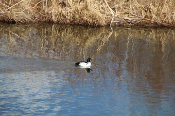 Duck On The Water, Pylypow Wetlands, Edmonton, Alberta