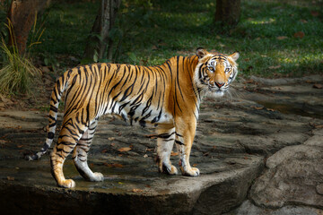 Fototapeta na wymiar Tiger looking camera or big cat