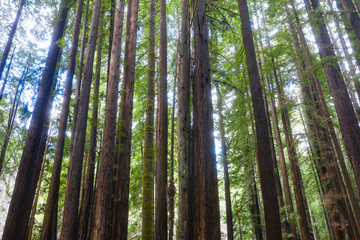Second growth Redwood trees grow in a forest in Mendocino, California. Redwoods are among the most massive trees that have evolved on planet Earth.