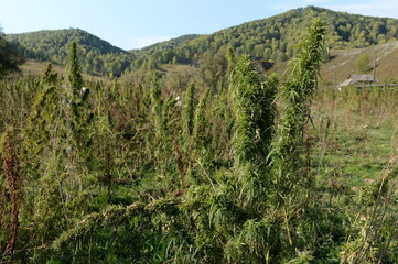 Cannabis thickets in the south of Western Siberia. Russia