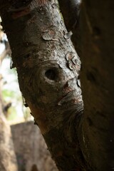Cara en árbol