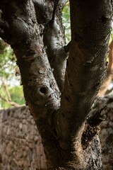 Fototapeta premium Brazo de árbol con cara 
