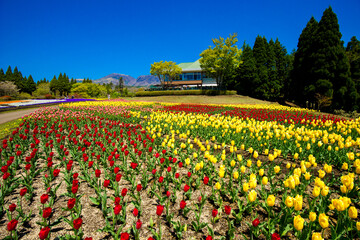 久住高原のチューリップ