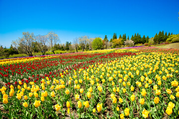 久住高原のチューリップ