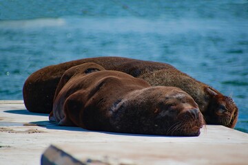 Fototapeta premium Lobo marino en el puerto de Piriápolis. Maldonado, Uruguay