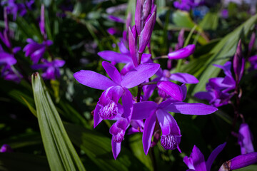 紫の花
