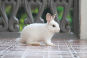 White Rabbit playing indoor