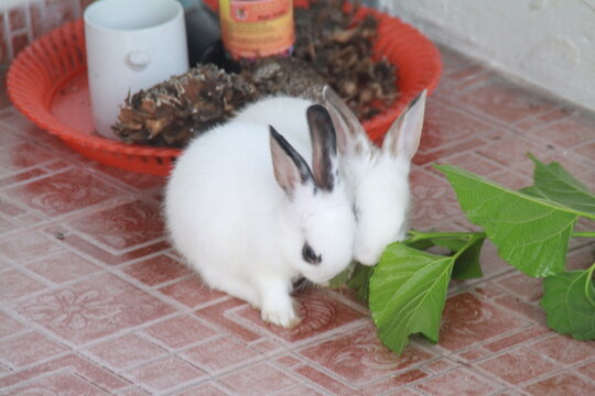 White Rabbit playing indoor