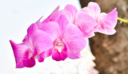 purple orchid on a white background