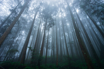 Fototapeta premium Misty forest in rainy season.