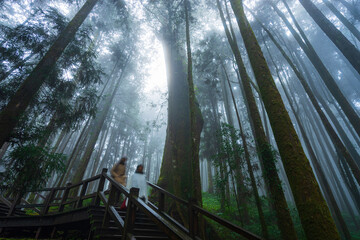 Obraz na płótnie Canvas Walkway in Misty forest