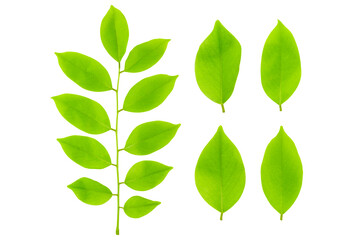Set green leaves isolated on white background.