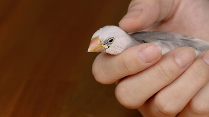 手の中で眠りそうな白文鳥のヒナ