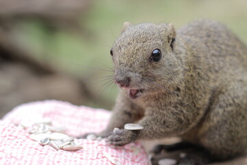 Obraz premium 町田リス園