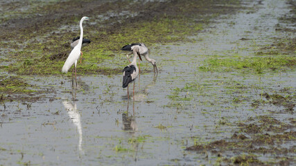 Birds on farmlands