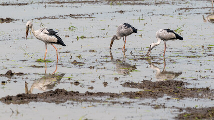 Birds on farmlands